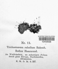 Image Associated With the Occurence